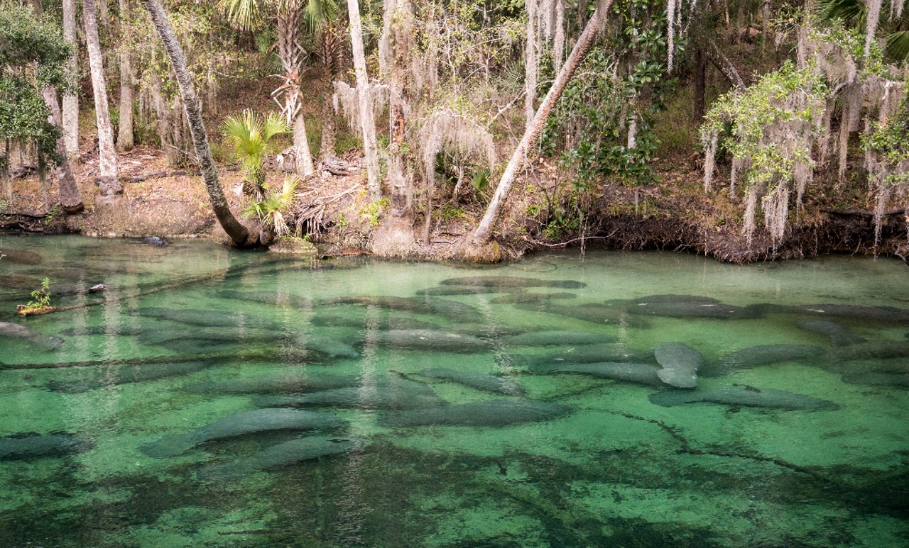 Blue Spring State Park
2100 W. French Ave., Orange City, 386-775-3663  
Estimated driving distance from Orlando: 49 minutes
Activities at Blue Spring State Park revolve around the spring. With crystal-clear water staying a constant 73 degrees, it&#146;s ideal on both hot and cooler days to swim, snorkel or dive. Not to mention on cold days you can see hundreds of manatees in the water. Be sure to make a reservation 24 hours in advance.
Photo via Adobe