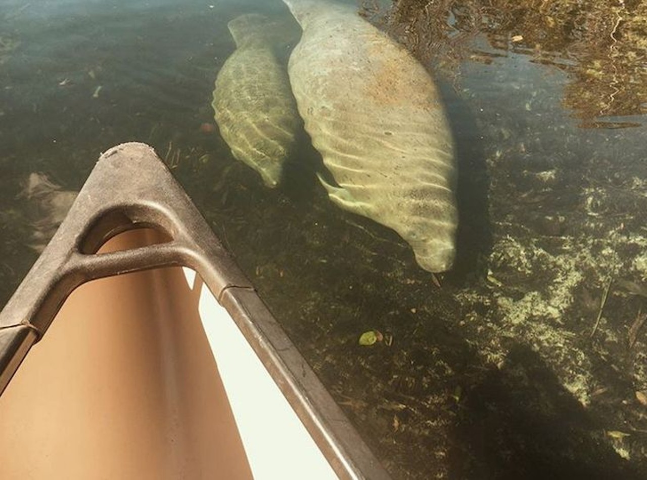 Get up early and go see manatees in the wild
Lower temperatures have manatees fleeing to warm-water rivers and springs. Get chummy with a sea cows on a guided boat tour, watch them from a boardwalk viewing area. If you&#146;re feeling adventurous, take a self-guided tour with a canoe.
Photo via floridaskunkape/Instagram