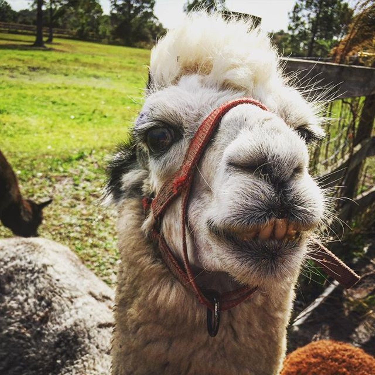 Chantilly Ridge Alpaca Farm, Port Orange
1975 H.L. Ainsley Drive  Port Orange
A family owned and operated 12 acre farm, Chantilly cares for over 100 animals, including alpacas in a variety of colors.
Photo via katafer1 on Instagram