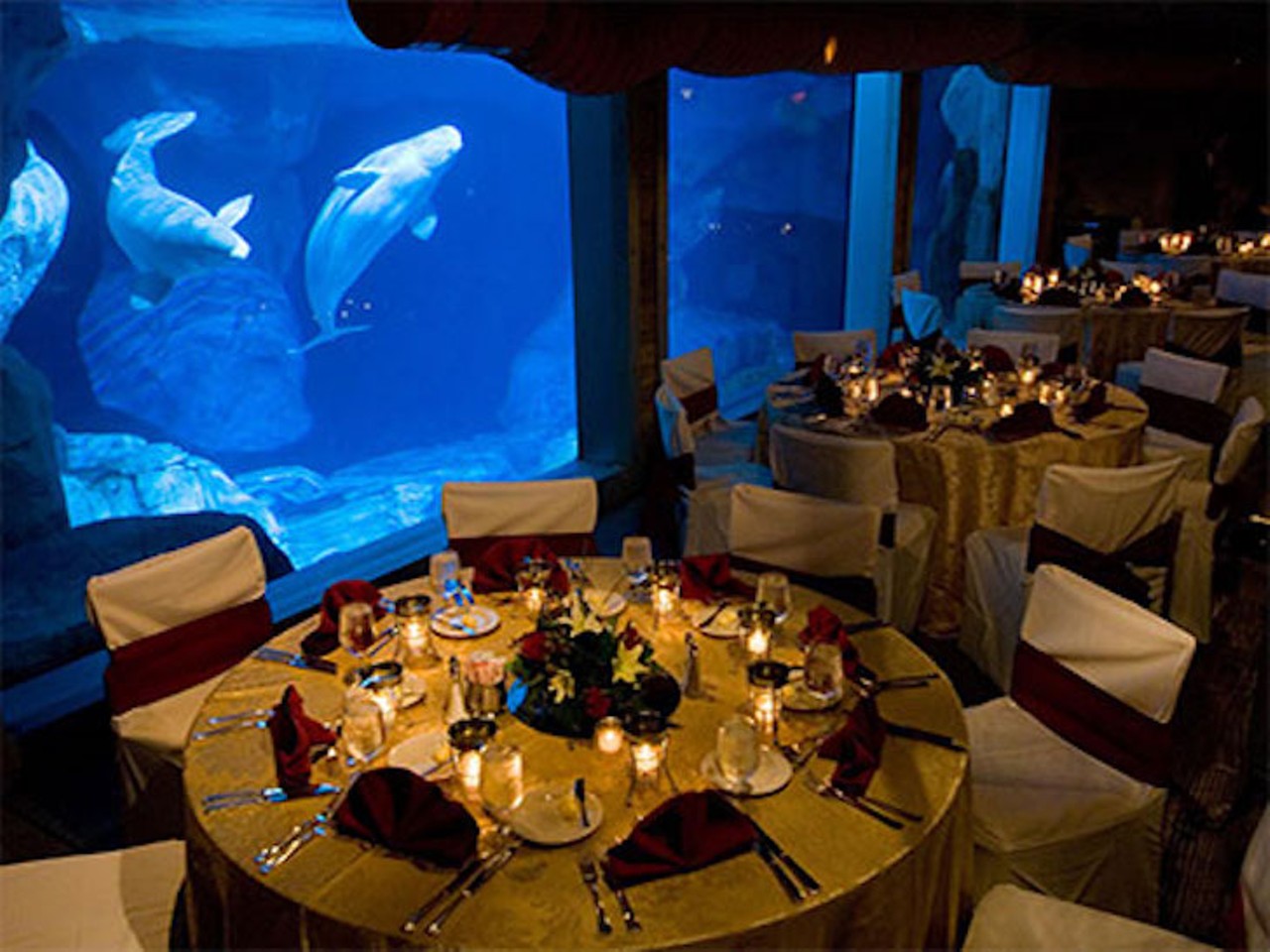 Shark Encounter at SeaWorld
Not many people can say a shark congratulated them at their wedding, but since you live in Orlando-- brag away. The Mr. and Mrs. might not have time for this, but your guests will certainly love that they get quick access to the Manta and Kraken coasters during your event.
7007 Sea World Drive | 888-800-5447
Photo via seaworldparks.com