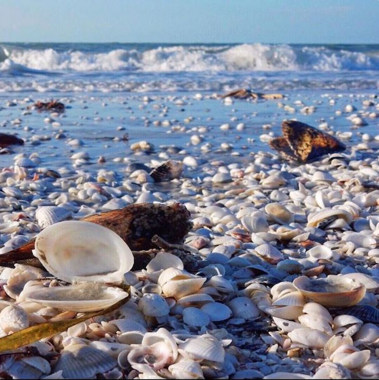 Sanibel Island
Driving distance from Orlando: 3 hours 30 minutes 
Sanibel Island has 15 miles of beaches that are world renown for their pristine sands and abundant shells. There are no coral reefs around the island but there is still plenty of marine life, who make their home in the numerous artificial reefs and wrecks around the island.
Photo via mer_om_li?Instagram