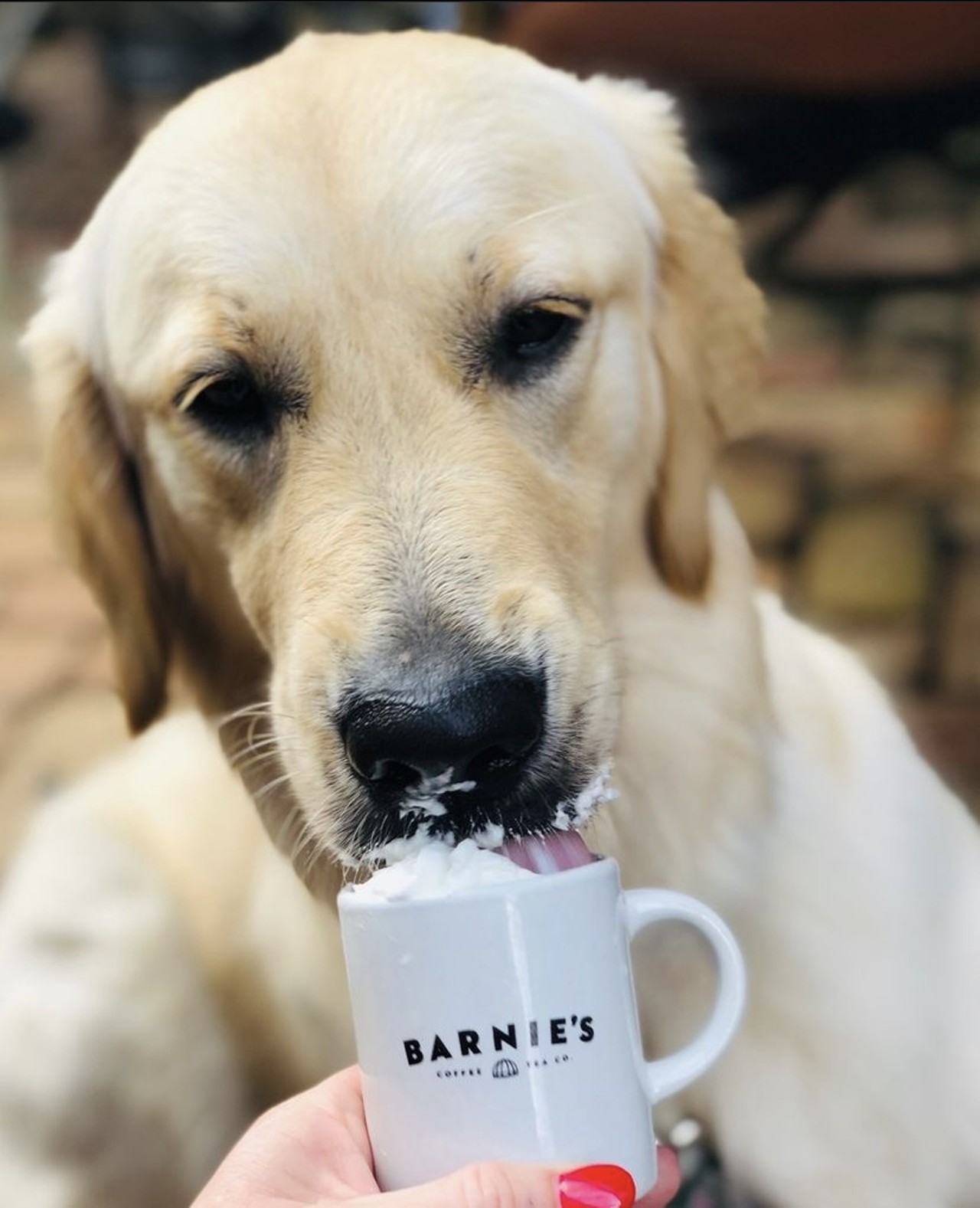 Bernie&#146;s Coffee & Tea 
118 S. Park Ave, Winter Park, FL 32789, (407) 629-0042
This is the place where you can have a coffee date with your puppy. They have a delicious selection of coffee, tea, and dogguccinos for your furry friends.
Photo via Bernie&#146;s Coffee & Tea/Instagram