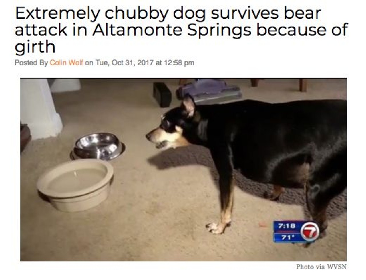 A local dog that has accumulated a tremendous amount of mass may have survived a bear attack in Altamonte Springs because of its overall thickness.  Read more