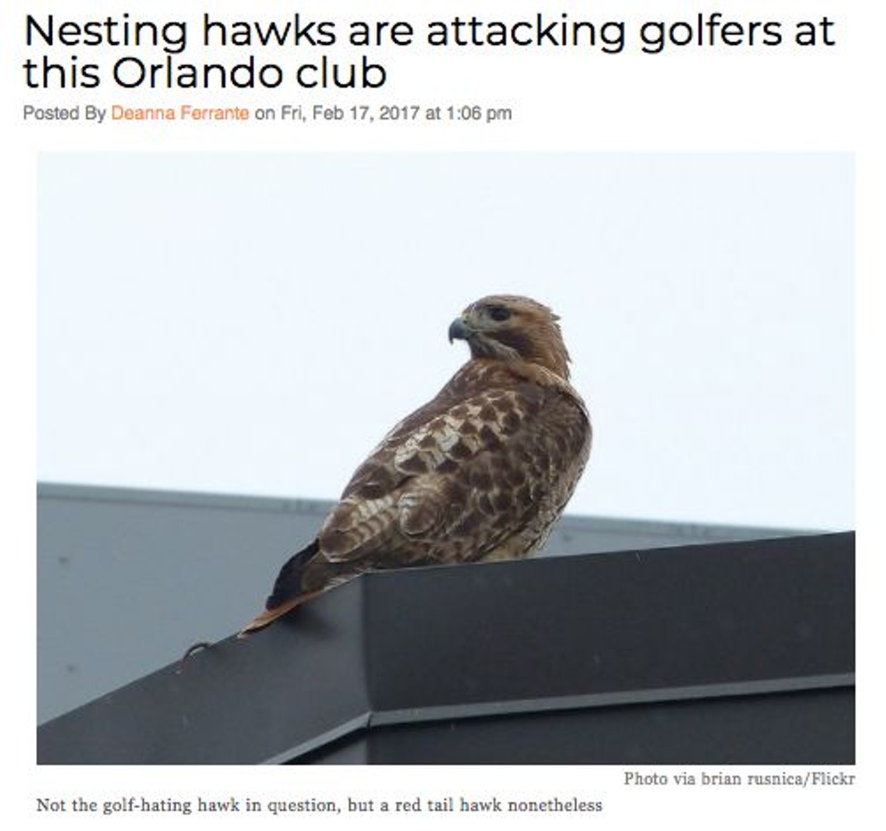 The Orange Tree Golf Club in Orlando posted on its Facebook page that aggressive hawks are currently nesting on the course, and most importantly they more than likely will attack you. Read more