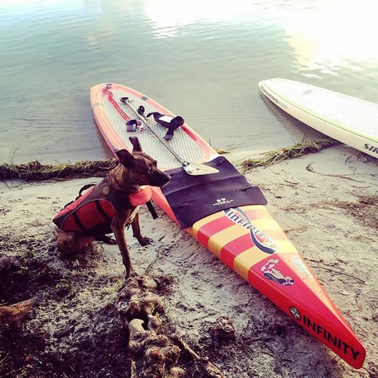 Take your dog paddle boarding 
57 NE Ivanhoe Blvd.; 407-230-4099 
Ollie Ave., Winter Park, 407-230-4099  
Bring your dog along for a special puppy paddle experience! You and your pal can paddle board at Lake Ivanhoe Park and Dinky Dock Park for $49.99, and be sure to wear your bathing suit because jumping in the water is not frowned upon. 
Photo via dontfearthesweeper/Instagram