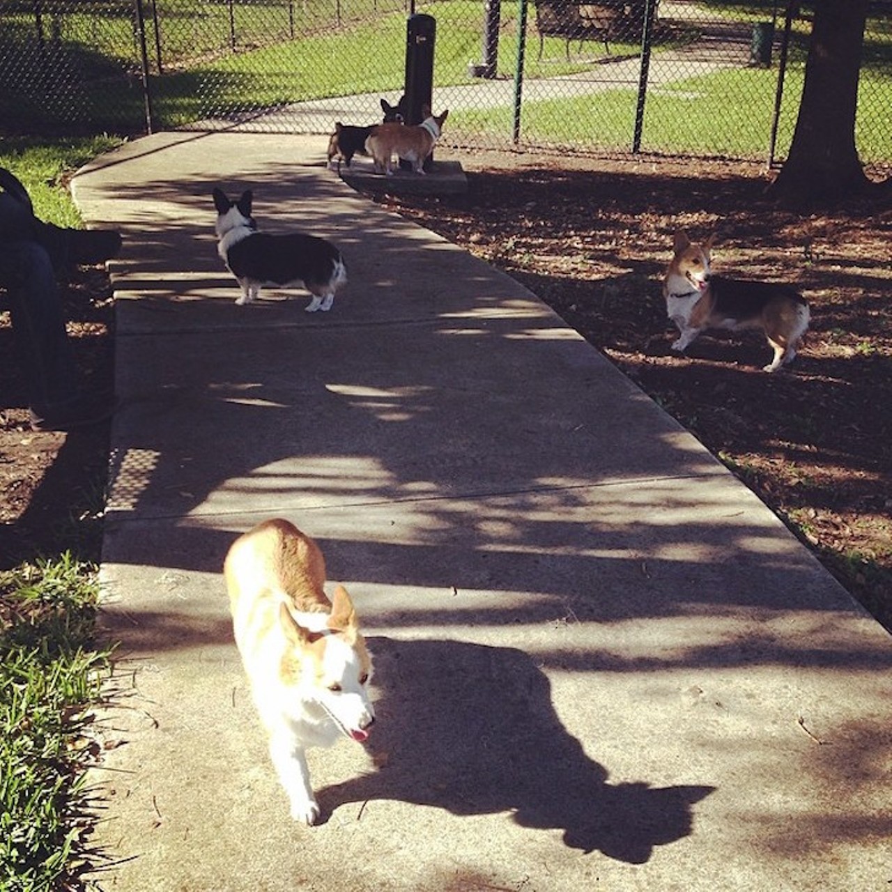 Yucatan Dog Park
6400 Yucatan Drive 
Looking for a nice and relaxing place to hang with your pup? Yucatan Dog Park has plenty of open space for you and your furry friend to play fetch or run together. 
lulunationcorgis/Instagram