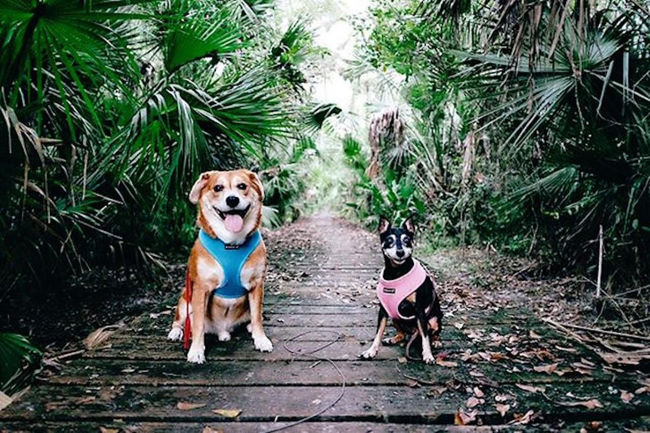 
Bear Creek Nature Trail 
1555 Winter Springs Blvd., Winter Springs
Travel around ancient cypress, oak and palms as you and your dog can hike this nearly mile-long trail.
Photo via timamirzadeh/Instagram
