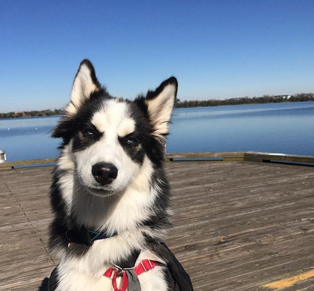 Cady Way Trail e
Have your dog pull on a skateboard along this 6.5-mile urban artery. Just be weary of walkers, runners and cyclists who also frequent this pooch-friendly trail.  
Photo by linux_the_husky/Instagram