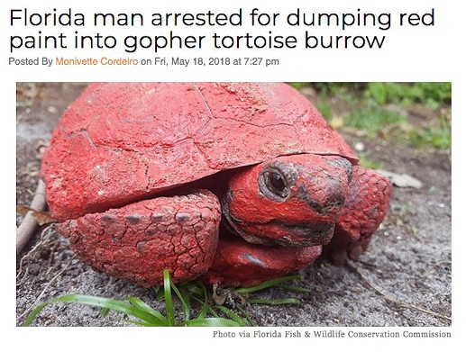 An Apopka man was arrested after Florida wildlife officials say he dumped leftover red paint into a burrow, dousing the gopher tortoise living inside. Read more here.