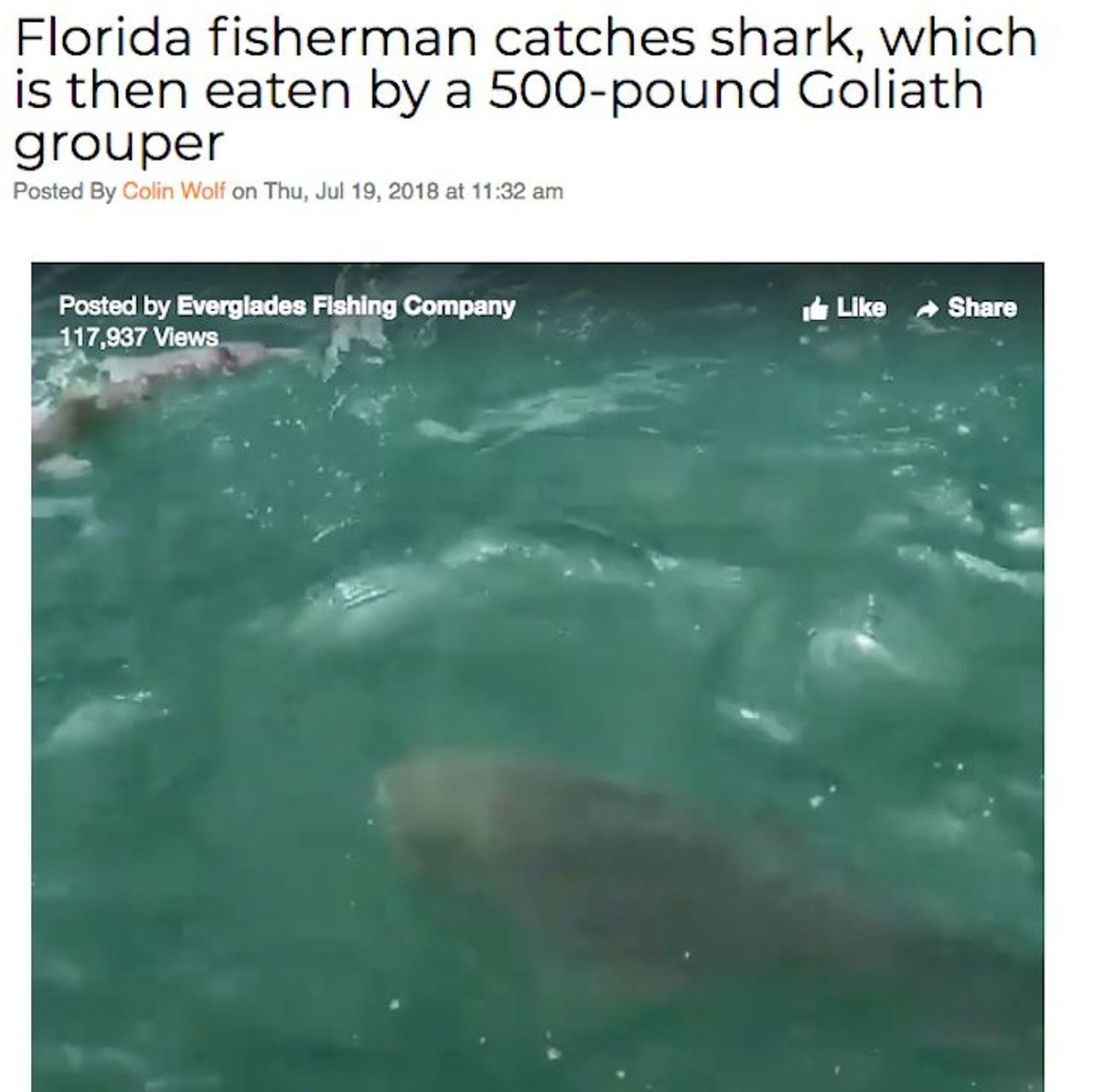 While reeling in a 3-foot shark, a Florida fisherman helplessly watched as his catch was devoured by a massive 500-pound Goliath grouper. Read more here.