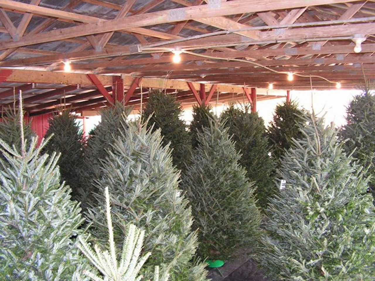 Lazy Lay Acres Christmas Tree Farm
14920 Swift Road, Dade City; 352-567-6808 
The Lay family&#146;s farm has a way of making you feel you&#146;re not in Florida -- that is, until you realize it&#146;s over 70 degrees outside in December. It&#146;s an ideal spot for those who enjoy looking for trees but hate the fuss of perfecting them. Don&#146;t fret; farm helpers are there to shake, bale, and help you escort your tree into your car. Open every day from 9 a.m. to 6 p.m. through December 24.
Photo via Lazy Lay Acres/Facebook