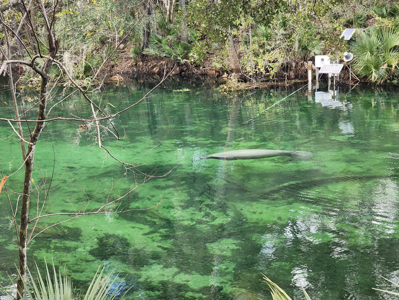 Blue Spring State Park
1 hour from Orlando
Encounter the gentle giants we call manatees at this crystal-clear spring. More than 700 manatees have made this park their home. Swimming, snorkeling, scuba diving and boat tours are available for all guests.
