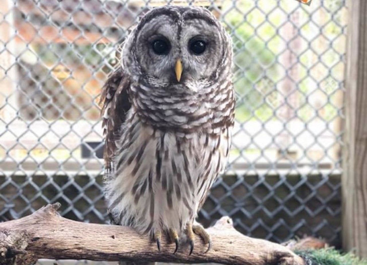 Saturday, Oct. 13 
Owloween
Live animal appearances, featuring owls, bats, opossums, flying squirrels and more.
2-6 pm; Back to Nature Wildlife Refuge, 10525 Clapp Simms Duda Road; free; 407-568-5138  btnwildlife.org/event/owloween
Photo via Back to Nature Wildlife Refuge/Facebook