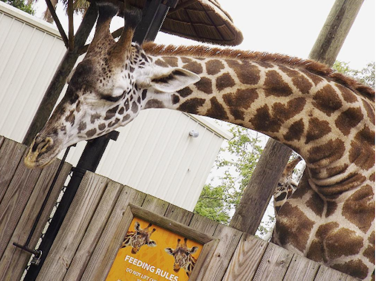 Feed the giraffes at the Central Florida Zoo
3755 U.S. 17, 407-323-4450
For $5, you can feed lettuce leaves to the long purple tongues of hungry giraffes. Feeding times are from 10 a.m. to 3 p.m daily. 
Photo via nedrubnayrin/Instagram