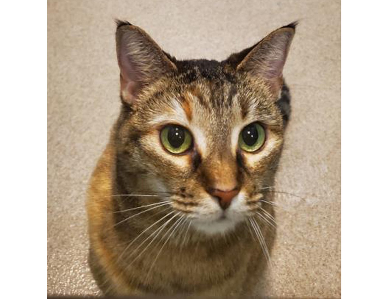 CeCe, a 9-year-old female cat, is at the Sanford shelter. CeCe has a heart &#150; and a coat &#150; of gold!
