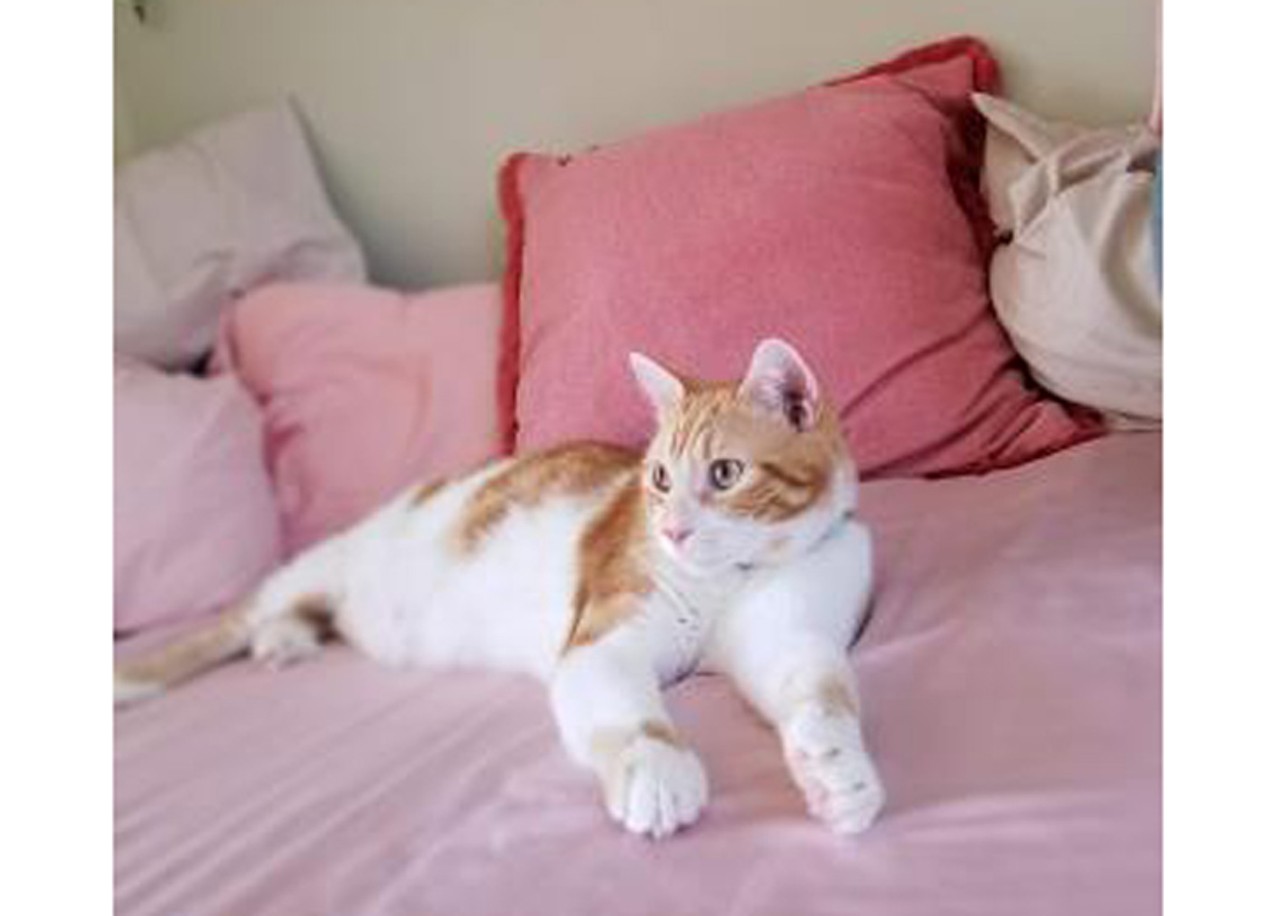 Archie, a 1-year-old male cat, is currently in foster care. Archie loves luxury. Treat him to the good life!