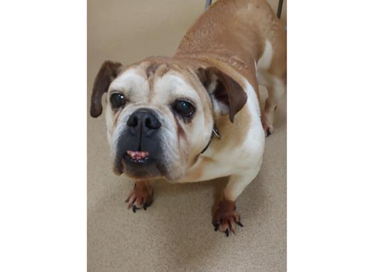 Lyndsie, a 9-year-old female dog, is at the Sanford shelter. Lyndsie's favorite actress is Thelma Ritter!