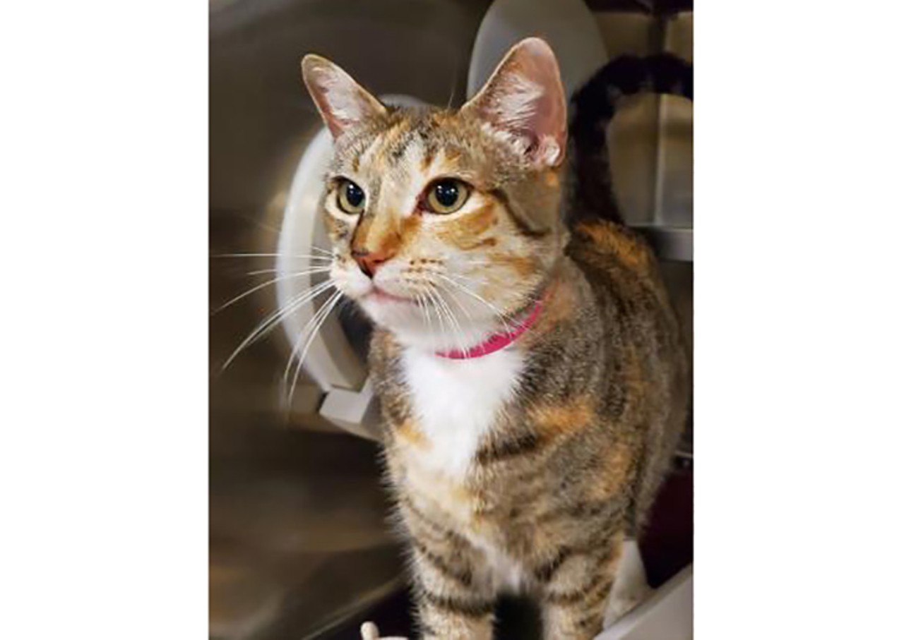 Annabelle, a 5-year-old female cat, is at the Sanford shelter. If a butterscotch sundae could be a cat, that would be Annabelle!