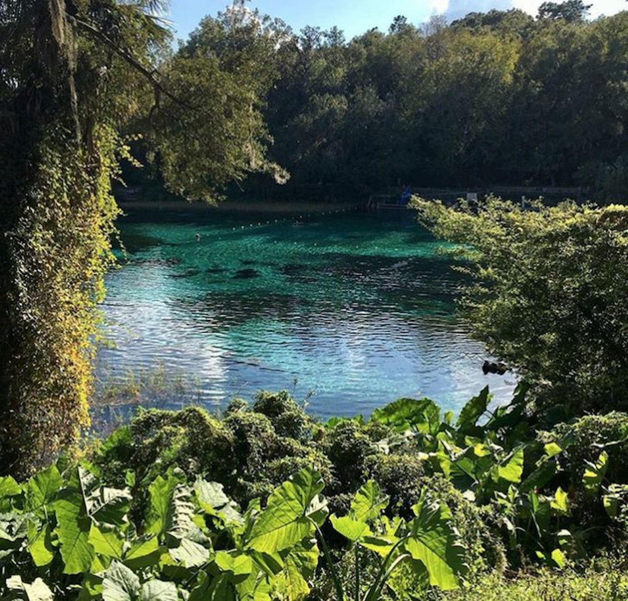 Rainbow Springs State Park 
Crystal River
As Florida&#146;s fourth largest spring, with use dating back 10,000 years ago, Rainbow Springs is a popular spot for swimming, snorkeling, canoeing and kayaking. Tubing is another fun activity you can enjoy on the beautifully clear water. The cooler weather allows you to take advantage of the site&#146;s campgrounds and pavilions for outdoor grilling. 
Photo via home_homeontheroad/Instagram
