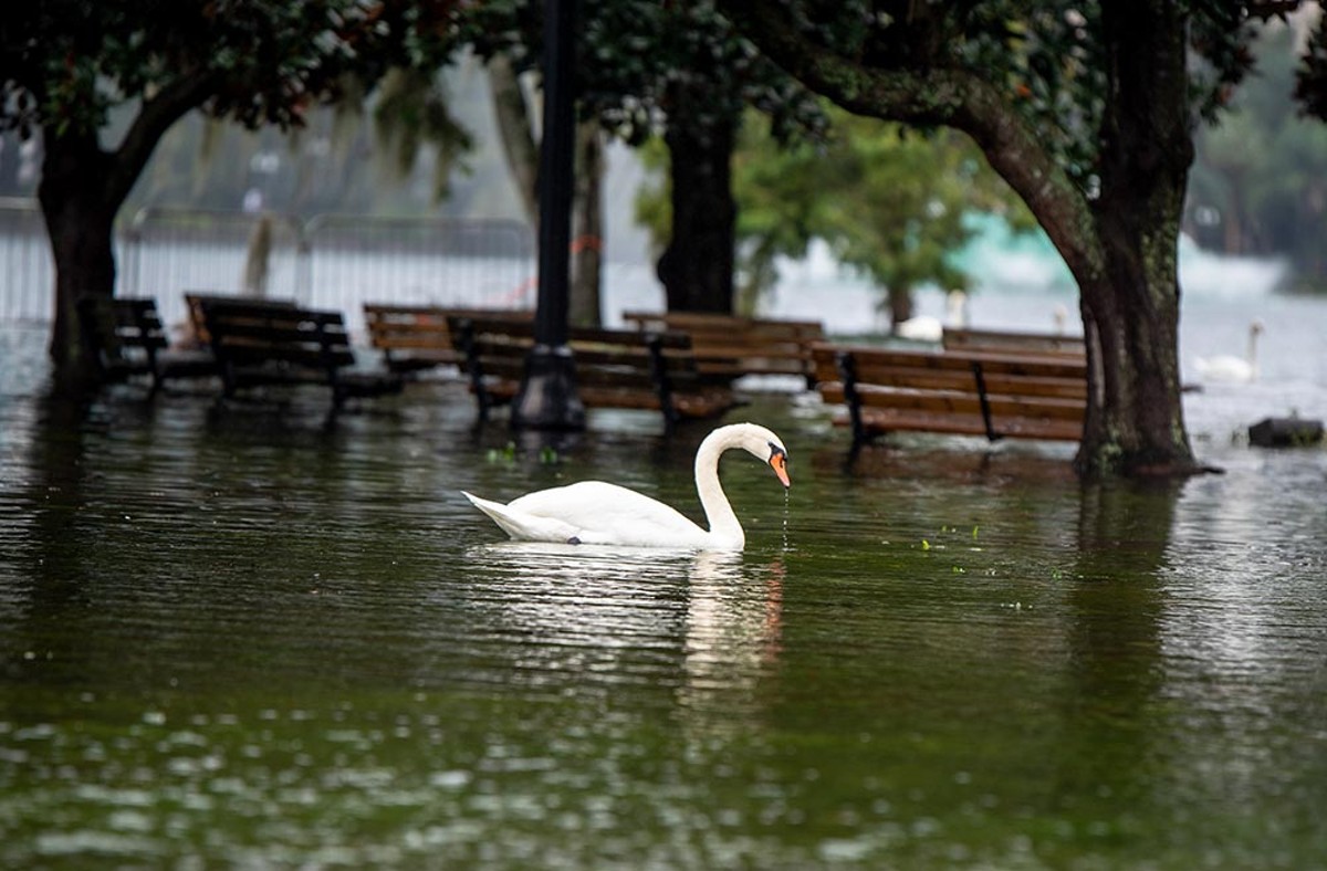 Like Eola's swans, this week Orlando might appear serene, but most of us are paddling furiously beneath the surface.