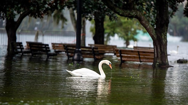 Like Eola's swans, this week Orlando might appear serene, but most of us are paddling furiously beneath the surface.
