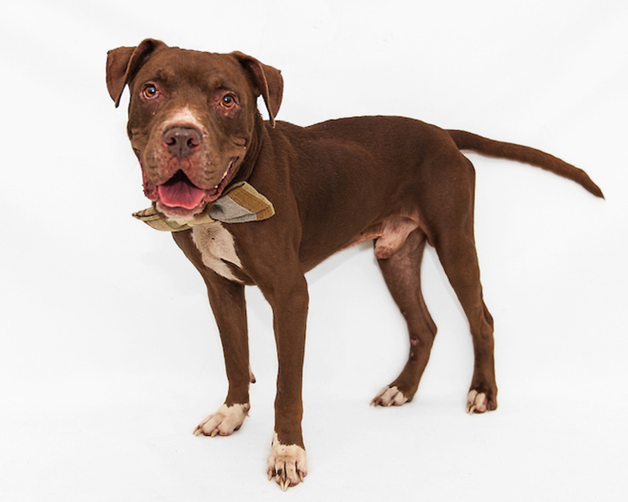 The shelter is full! Here are 50 awesome dogs and cats who need homes now.