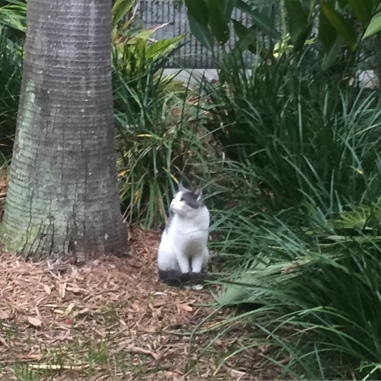 If you find one of the many stray cats, you get 40 points. 
Photo via aerlenbach