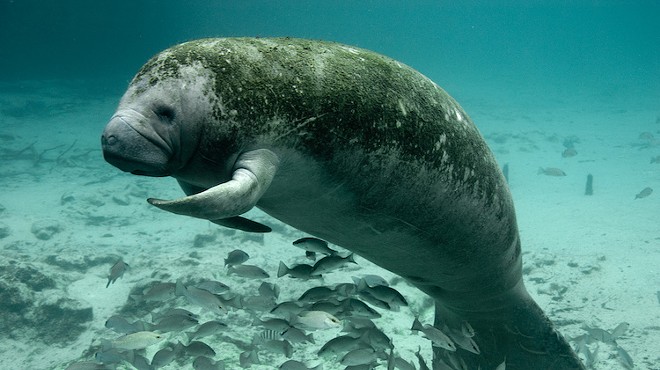 There's a $5,000 reward for info on the fool who scraped 'Trump' on a Florida manatee's back