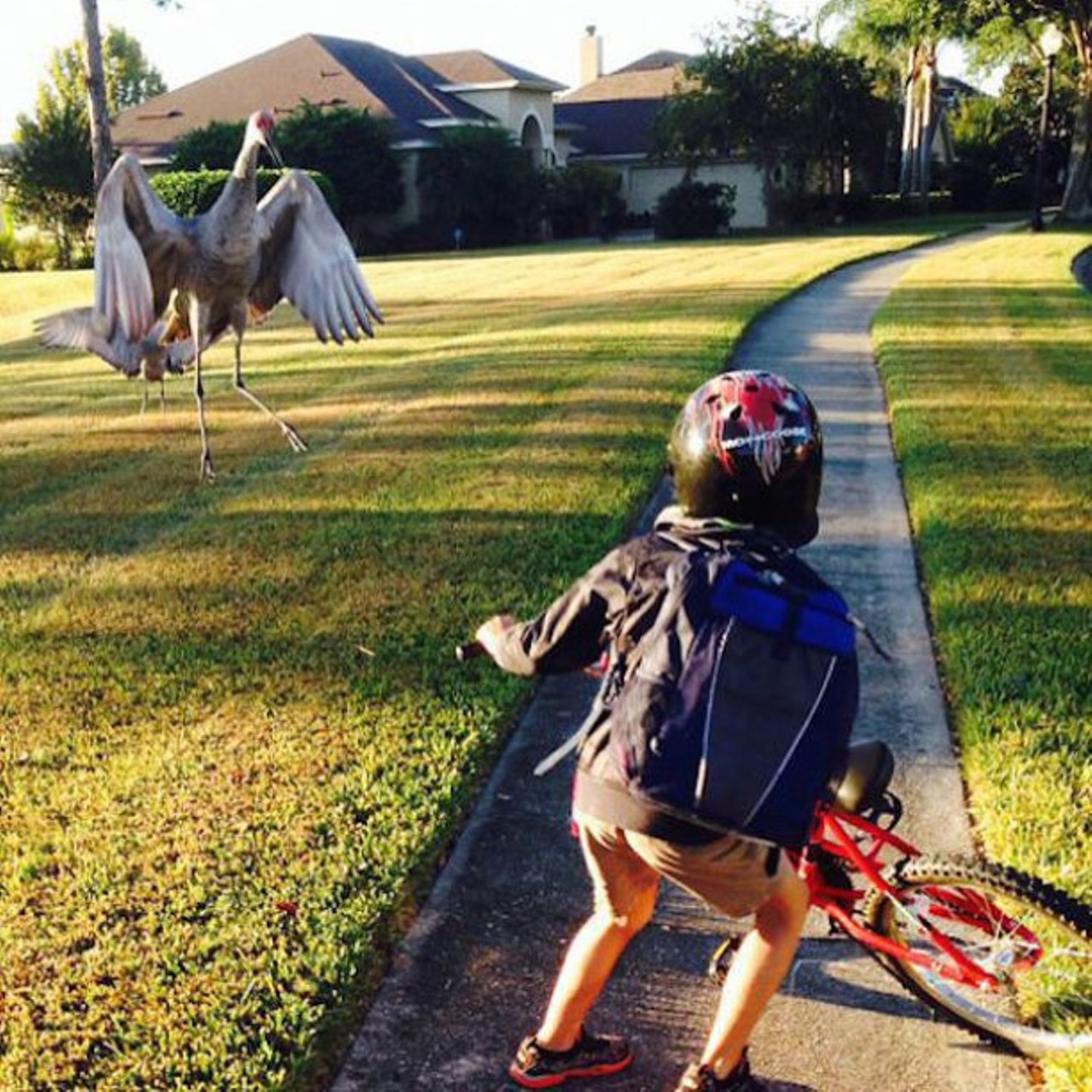 #onlyinorlando will a sandhill crane try to jack you for your bike.  Instagram: idiazman