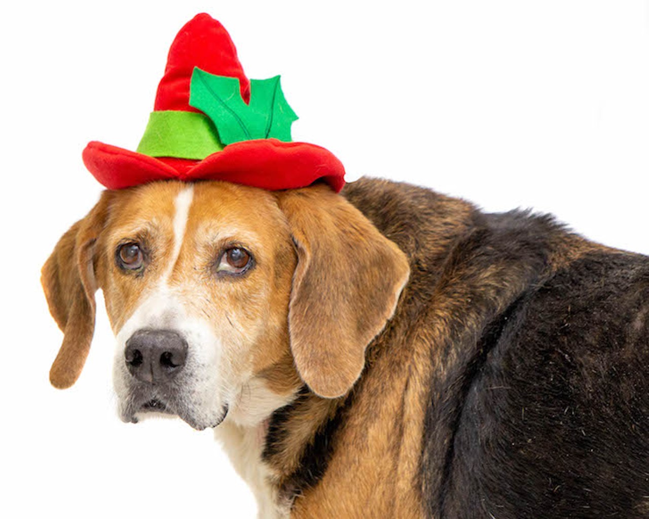 These adoptable little Santa's helpers in Orange County need homes for the holidays