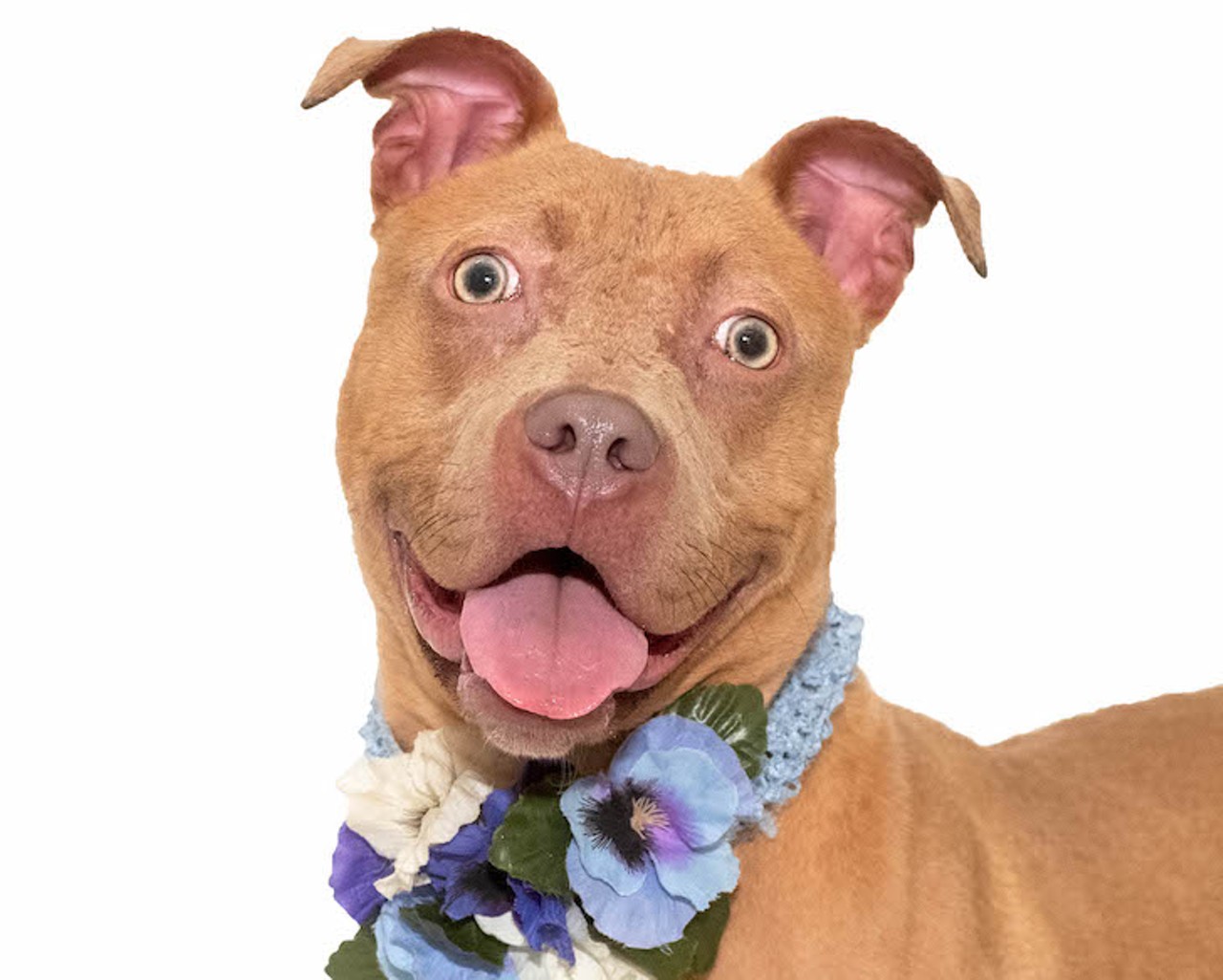 These adorable Orange County dogs can be adopted at a discount in October