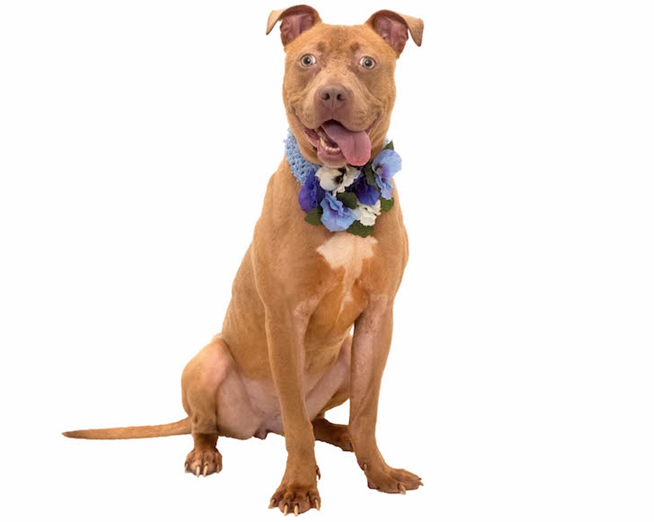 These adorable Orange County dogs can be adopted at a discount in October
