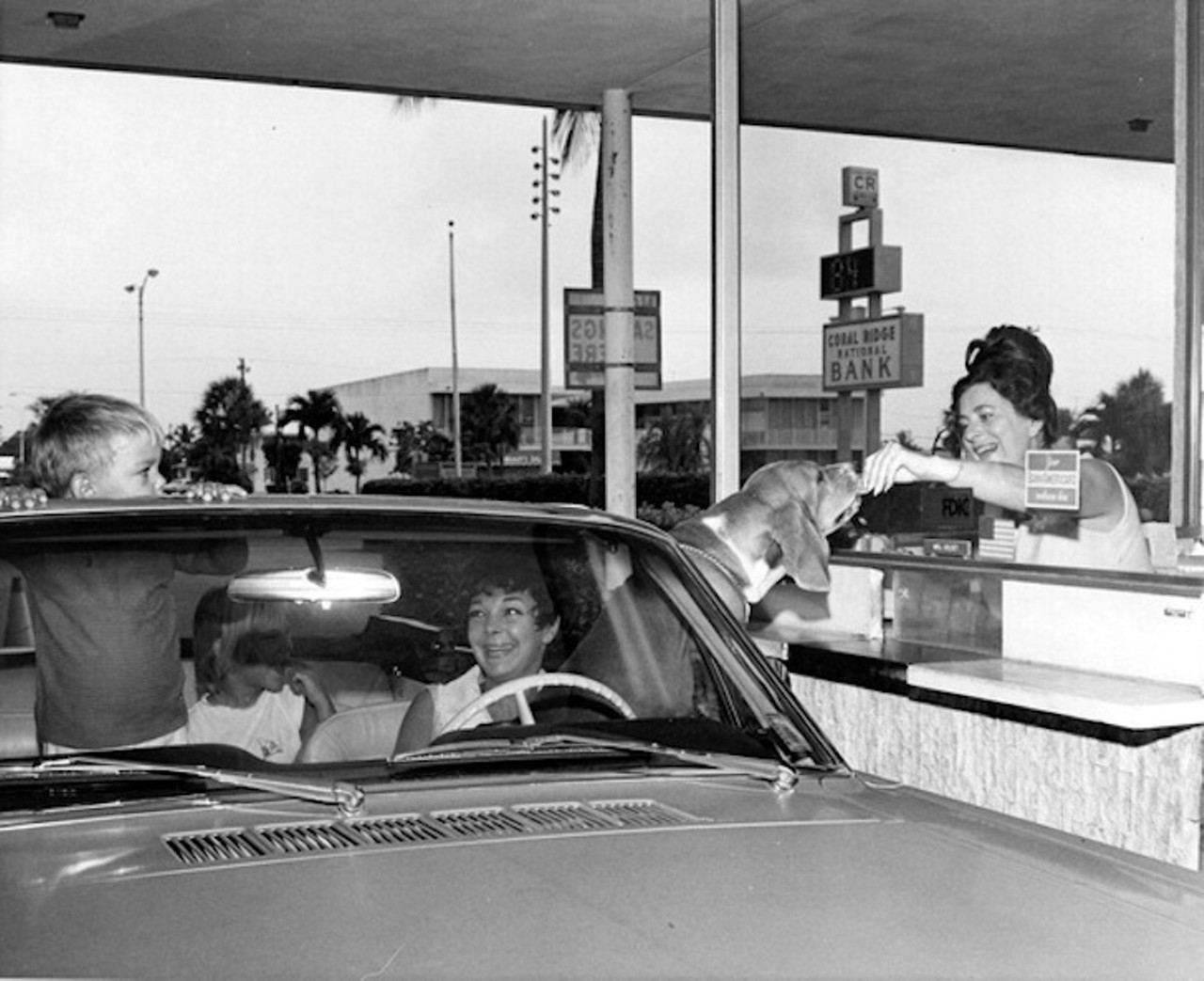 A dog receiving a treat at the Coral Ridge National Bank drive thru window in Fort Lauderdale, Florida, taken around 1969.
