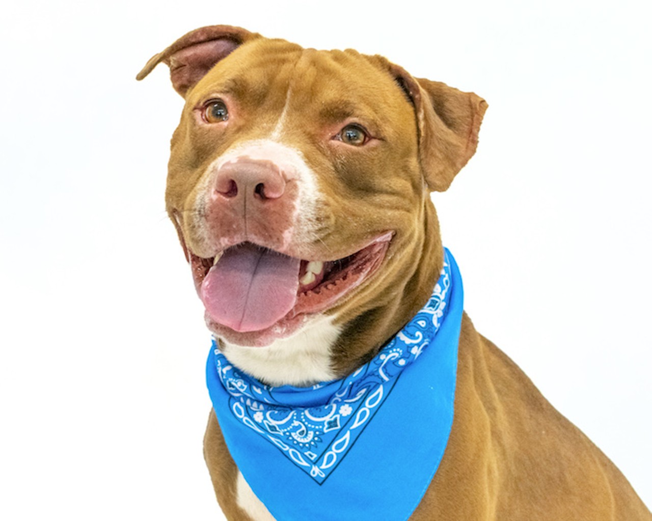 These excited, adoptable Orange County dogs are hoping you will stop by