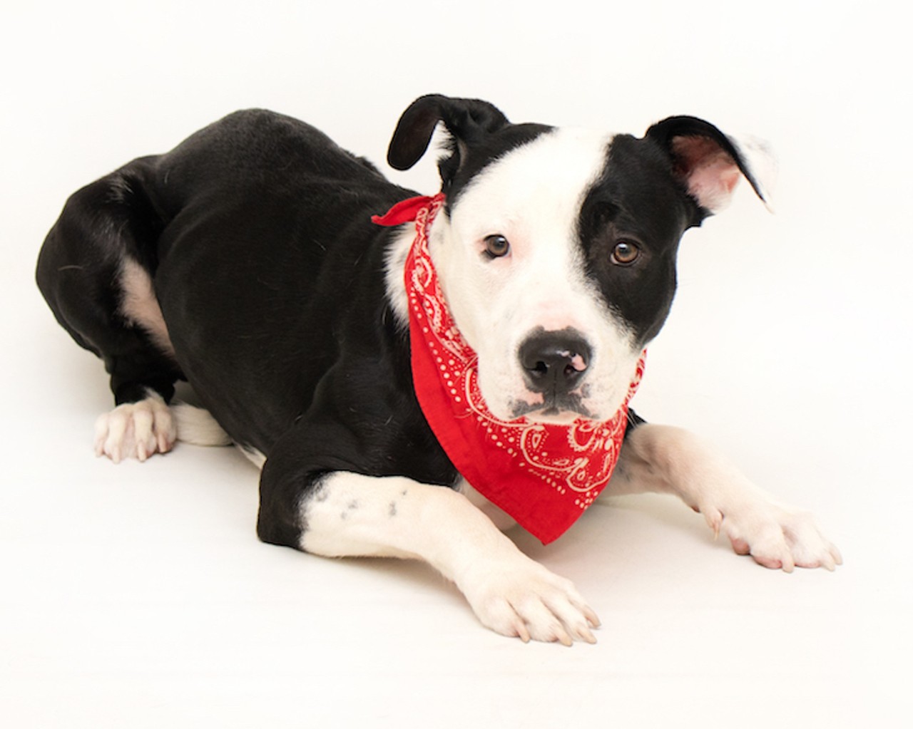 These tough little pups are just waiting to melt your heart at Orange County Animal Services
