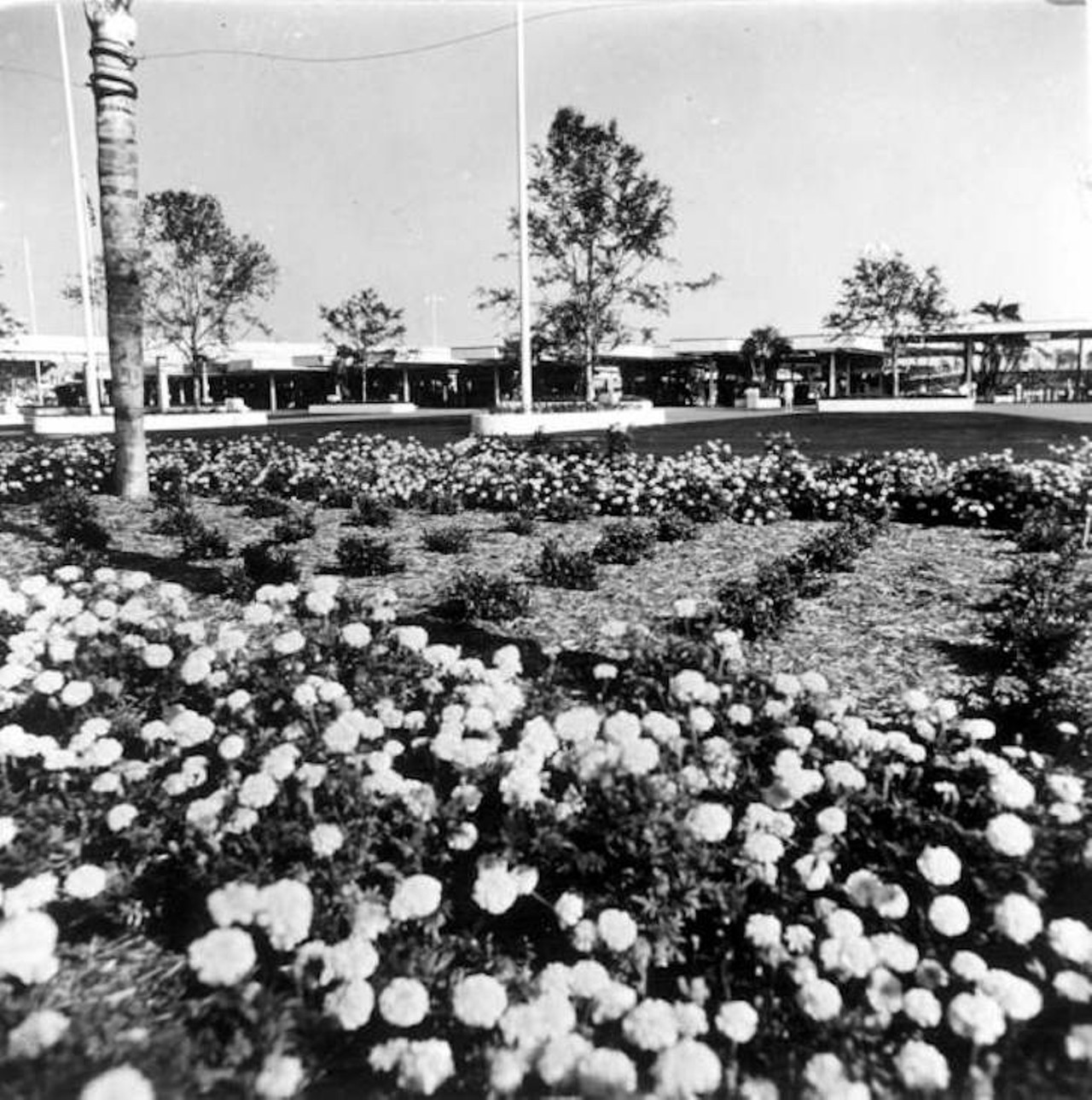 View of flower beds at the Magic Kingdom (1971).