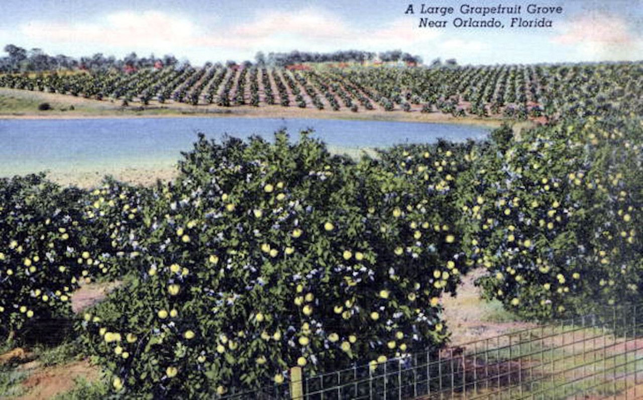 A large grapefruit grove near Orlando, Florida. The postcard was published in 1940.