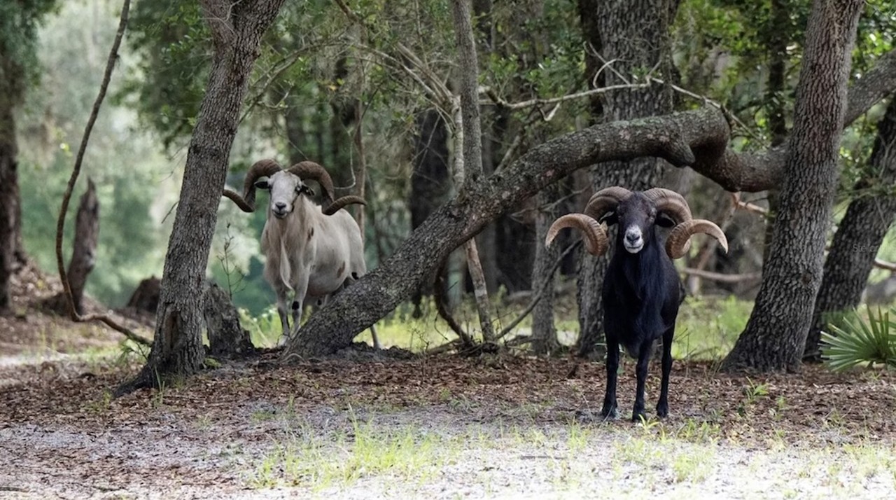 This $8 million Florida ranch for sale comes with three lakes, 500 deer and herds of exotic animals