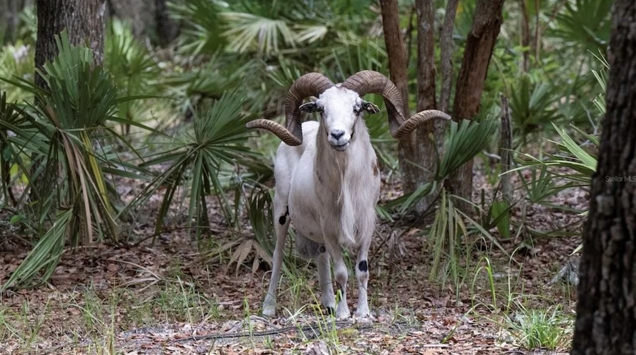 This $8 million Florida ranch for sale comes with three lakes, 500 deer and herds of exotic animals