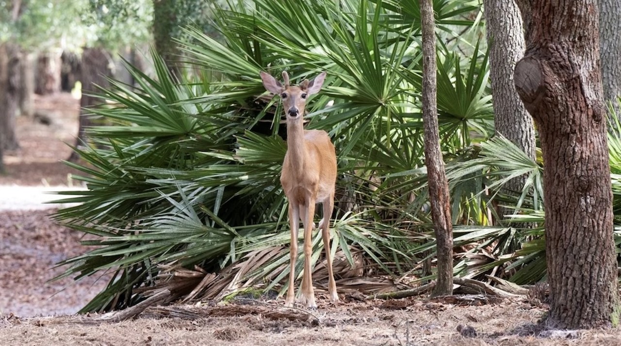 This $8 million Florida ranch for sale comes with three lakes, 500 deer and herds of exotic animals