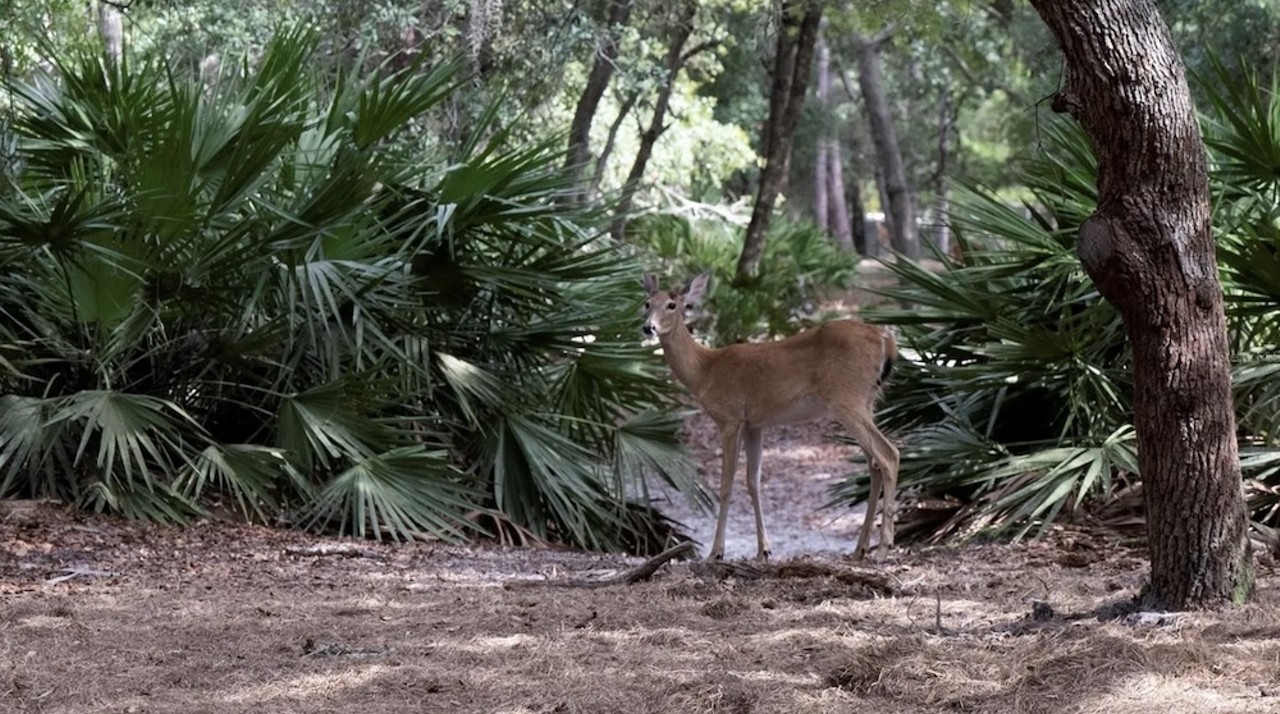 This $8 million Florida ranch for sale comes with three lakes, 500 deer and herds of exotic animals