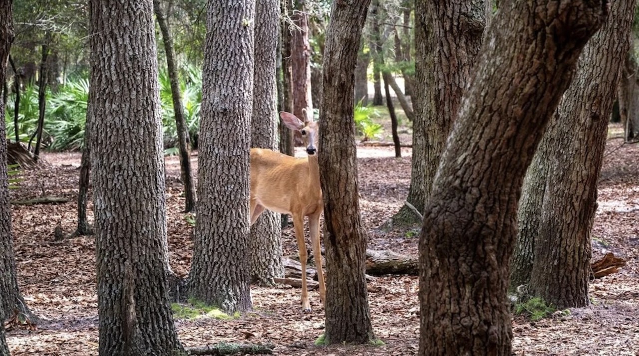 This $8 million Florida ranch for sale comes with three lakes, 500 deer and herds of exotic animals