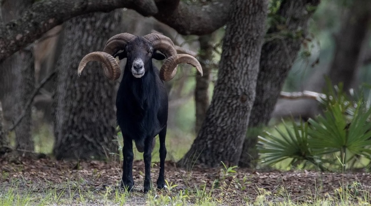 This $8 million Florida ranch for sale comes with three lakes, 500 deer and herds of exotic animals