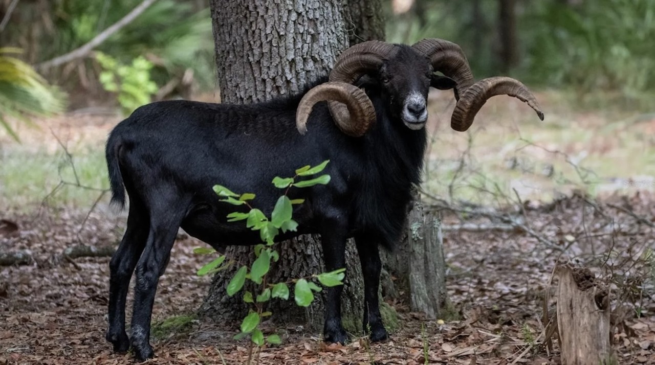 This $8 million Florida ranch for sale comes with three lakes, 500 deer and herds of exotic animals