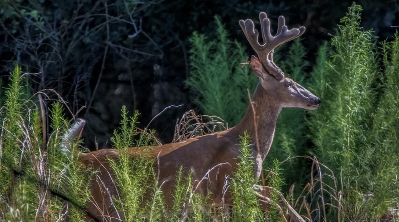 This $8 million Florida ranch for sale comes with three lakes, 500 deer and herds of exotic animals