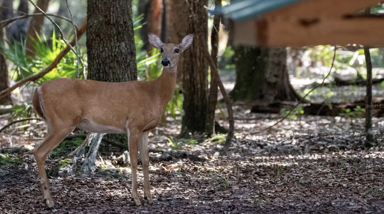 This $8 million Florida ranch for sale comes with three lakes, 500 deer and herds of exotic animals