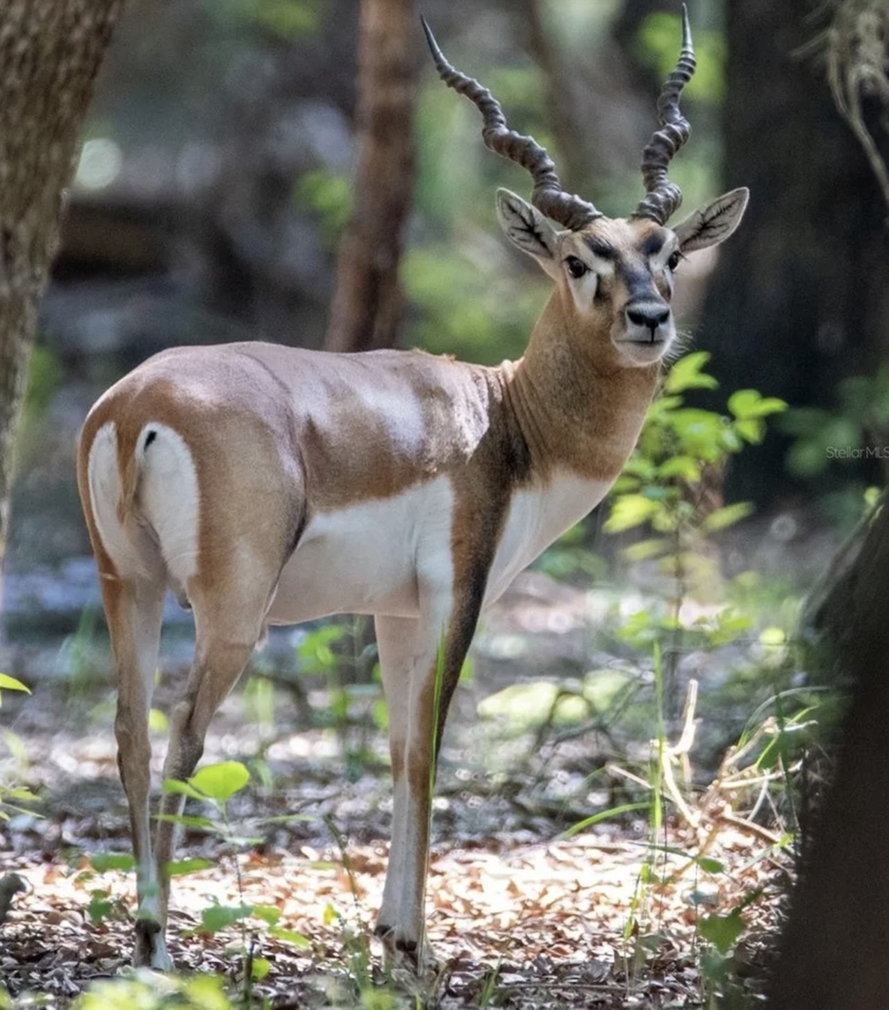 This $8 million Florida ranch for sale comes with three lakes, 500 deer and herds of exotic animals