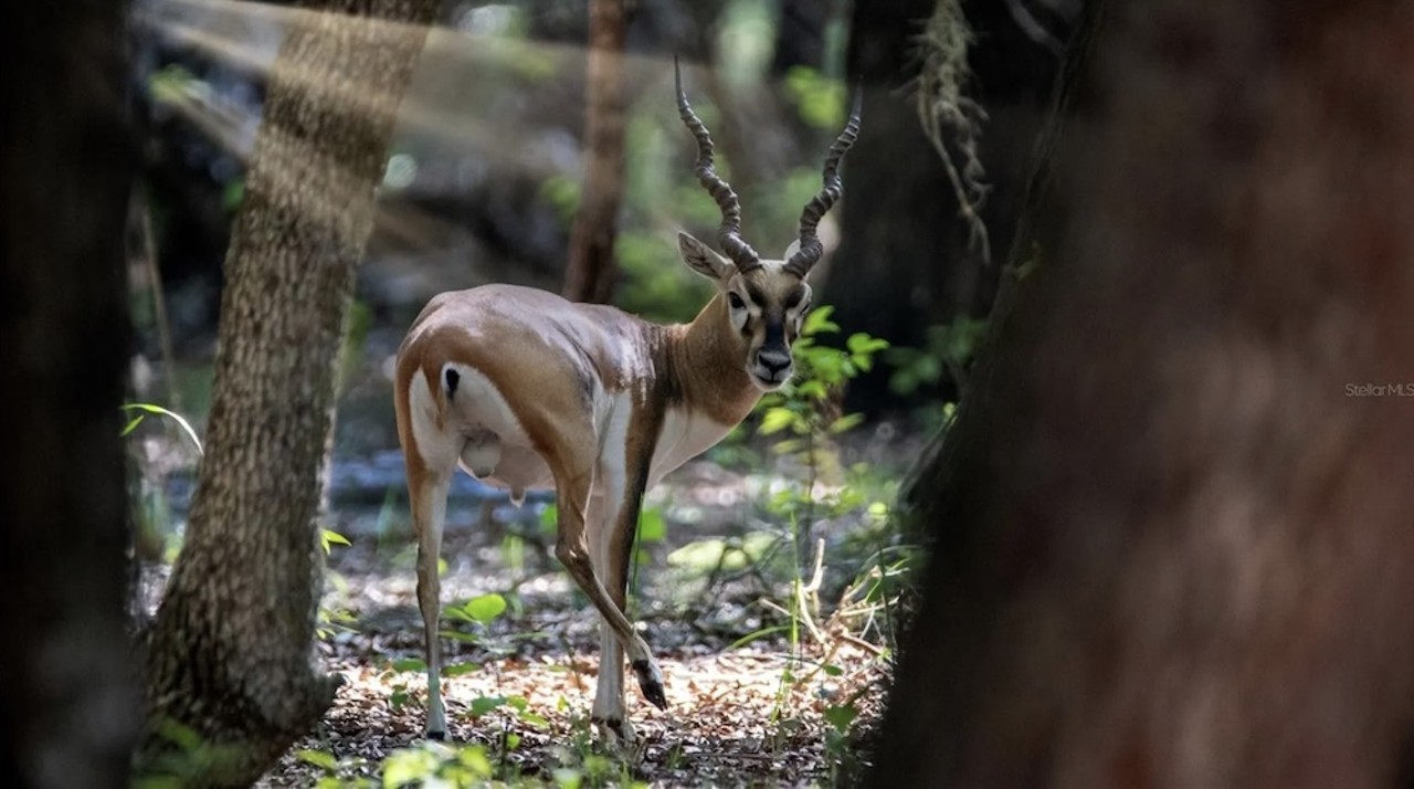 This $8 million Florida ranch for sale comes with three lakes, 500 deer and herds of exotic animals