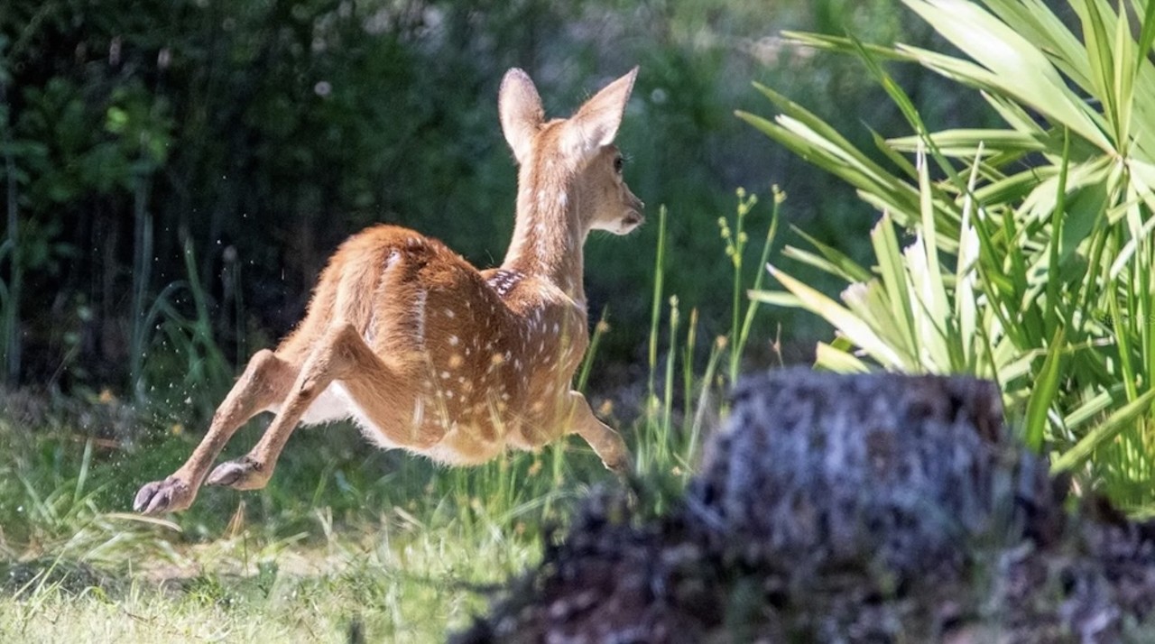 This $8 million Florida ranch for sale comes with three lakes, 500 deer and herds of exotic animals