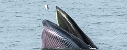 This is a Bryde's whale, though not one of the newly discovered pod. They eat "planktonic crustaceans," not seagulls. (photo via